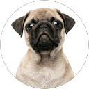 Pragyan profile picture